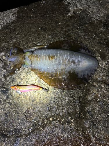 アオリイカの釣果