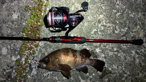 メバルの釣果