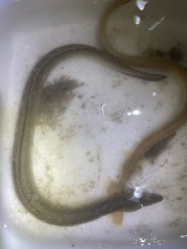 ウナギの釣果