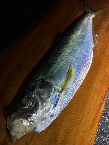 ヒラの釣果