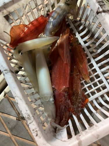 ケンサキイカの釣果