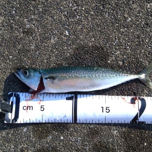 サバの釣果