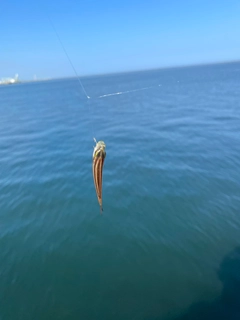 イサキの釣果