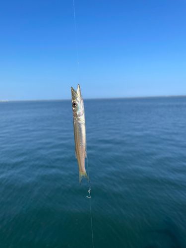 カマスの釣果