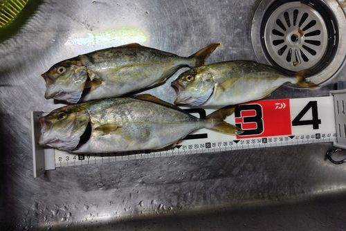 ショゴの釣果