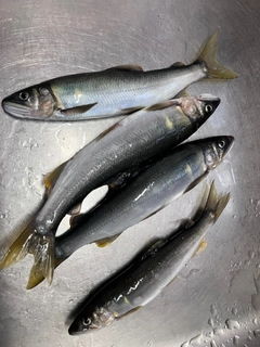 アユの釣果