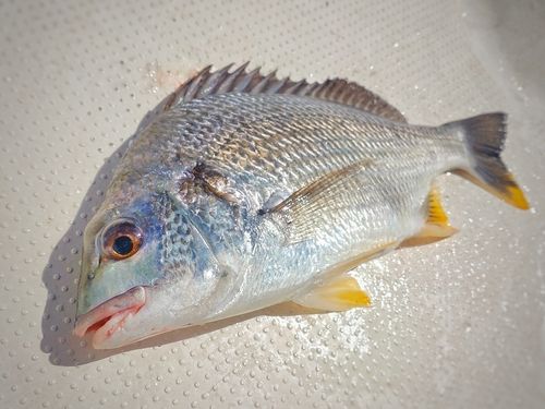 キビレの釣果