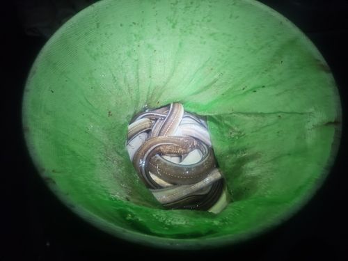 マアナゴの釣果