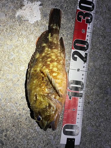 カサゴの釣果