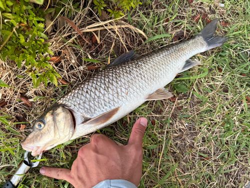 ニゴイの釣果