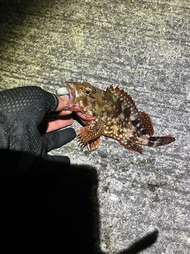 カサゴの釣果
