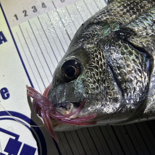 クロダイの釣果