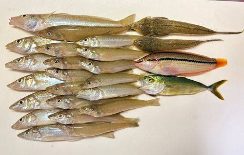 シロギスの釣果