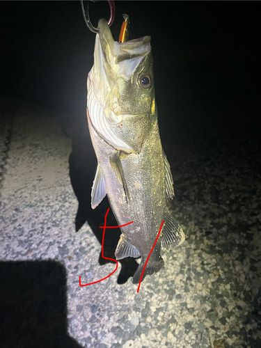 シーバスの釣果