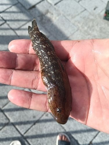 ドロメの釣果