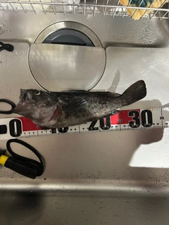 ソイの釣果