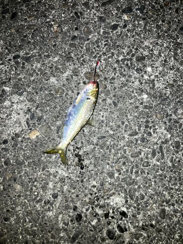 コノシロの釣果