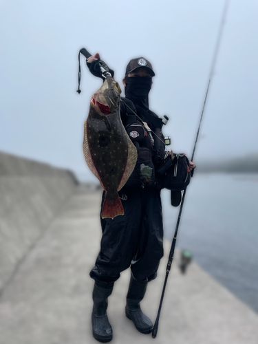 ヒラメの釣果