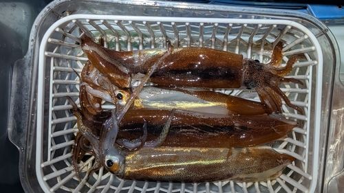 スルメイカの釣果