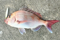 タイの釣果