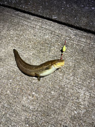 ゴンズイの釣果