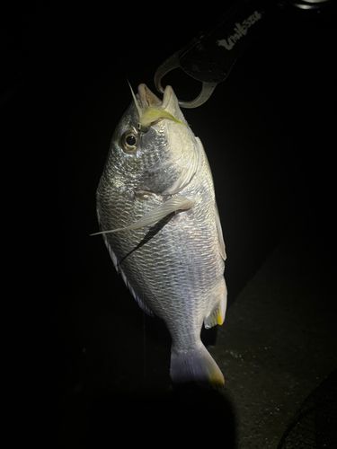 キビレの釣果