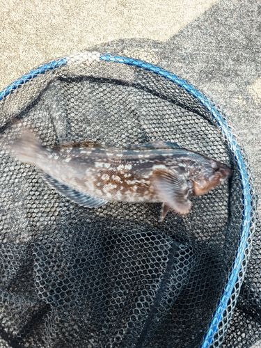 アイナメの釣果