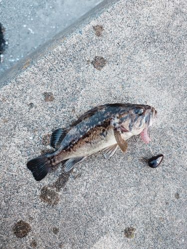 クロソイの釣果