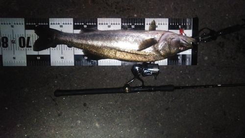 シーバスの釣果