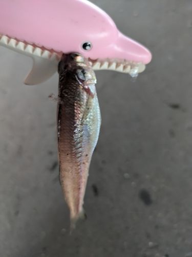 キスの釣果