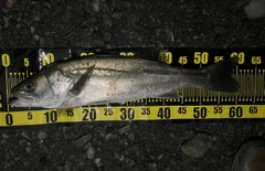 マルスズキの釣果