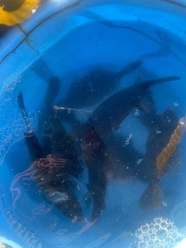 カワハギの釣果
