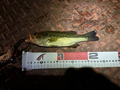 ラージマウスバスの釣果