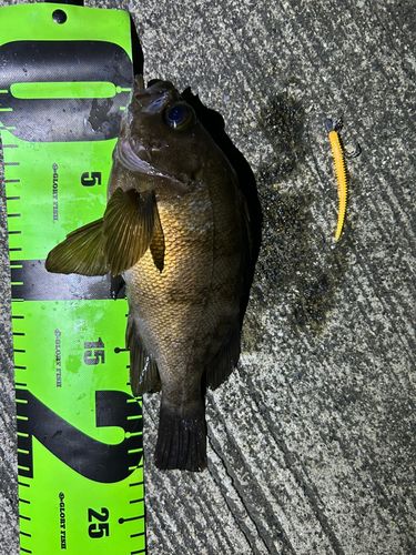 メバルの釣果