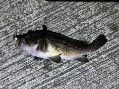 クロソイの釣果
