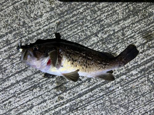 クロソイの釣果