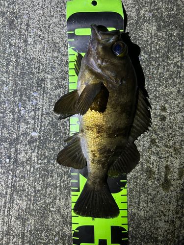 メバルの釣果