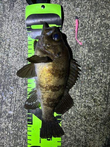 メバルの釣果