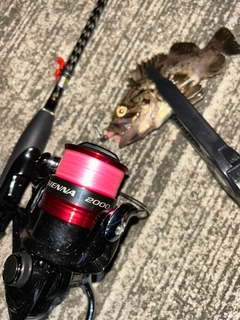 クロソイの釣果