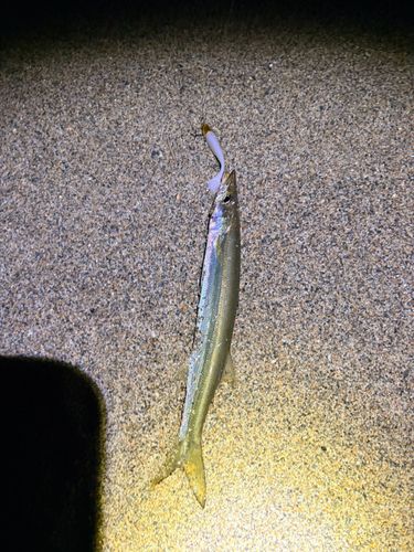 カマスの釣果
