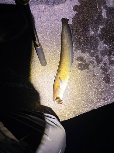 ナマズの釣果