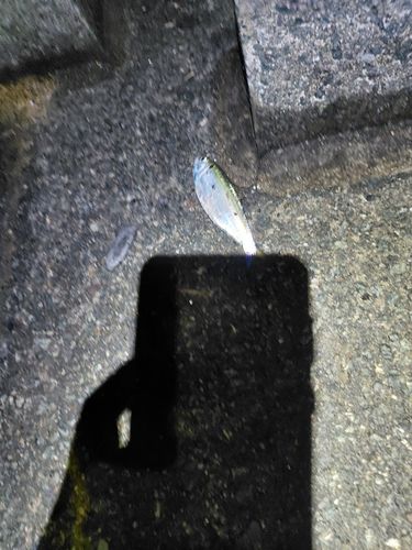 ママカリの釣果