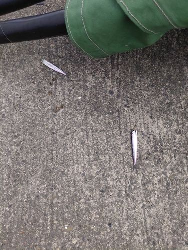 カタクチイワシの釣果