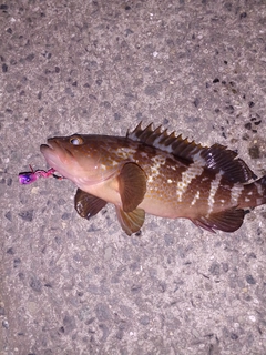 アコウの釣果