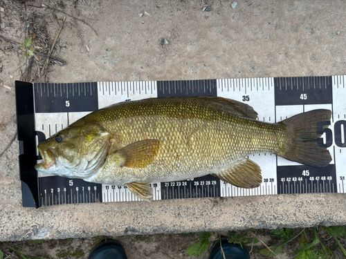 スモールマウスバスの釣果