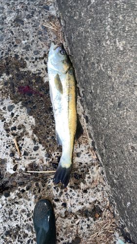 スズキの釣果