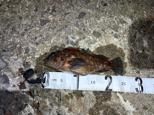 ハチガラの釣果