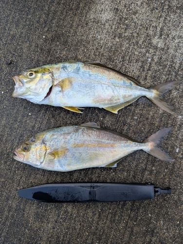 ショゴの釣果