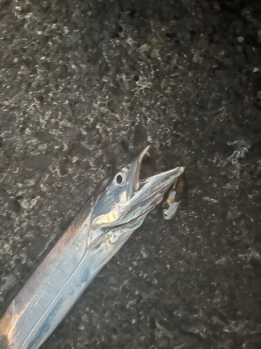 タチウオの釣果