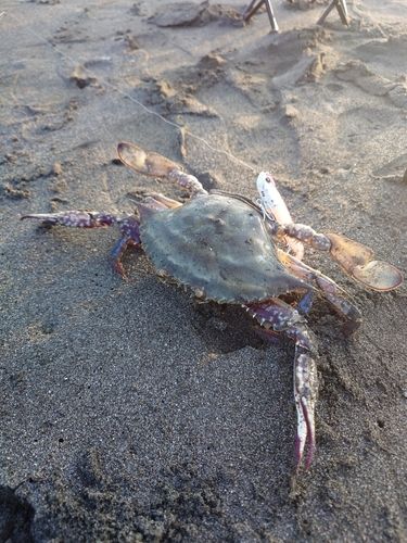 ガザミの釣果